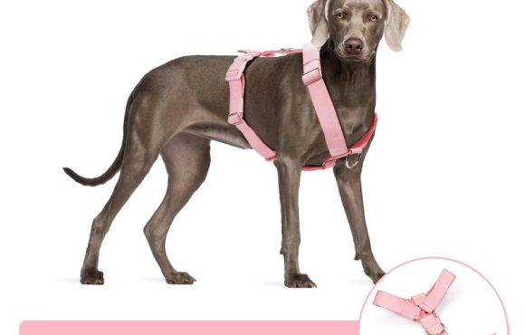 wholesale slip leads for dogs